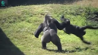 Survival of the Fittest Two Gorillas Fight to the Death for Territory and Mates [upl. by Oiratno488]