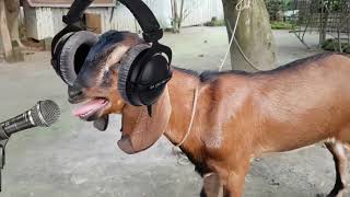 ছাগলের গান। 😱new rap song 😂 singer mr goat funny [upl. by Belier169]