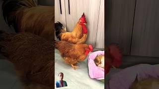 pawskingdom  🤩wow cat hen pets funny [upl. by Willdon]