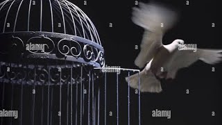 I Know Why the Caged Bird Sings…by Maya۔قفس کے پرندہ۔۔۔از مایا اینجیلو Angelou [upl. by Isadore]