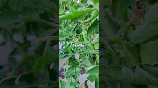 September 8 2024 More wasps on tomato worm [upl. by Mortie798]