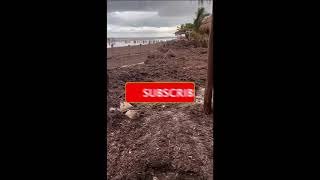 2024 Sargassum Seaweed Updates  Mexico  Holbox [upl. by Mayfield]