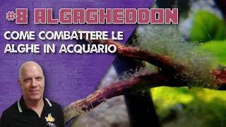 Algagheddon come combattere le alghe in acquario [upl. by Dallis641]