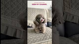 GONG XI FAT CHAI DOG deenmychannel [upl. by Akiwak]