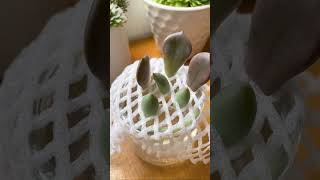 Succulent water propagation hack succulents succulent propagation waterpropagation [upl. by Princess523]