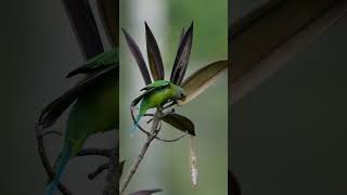 Plum headed parakeet birds kerala wildlife nature nelliyampathi nelliyampathy [upl. by Sana]