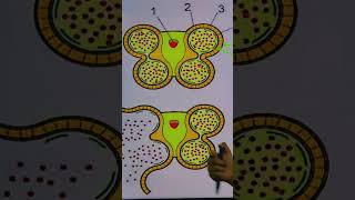 pollen sac  sporangia  sporulation  reproduction in plants  micro sporogenesis shorts short [upl. by Pearl555]