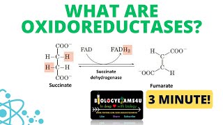 What are oxidoreductases with example in 3 minutes [upl. by Citarella]