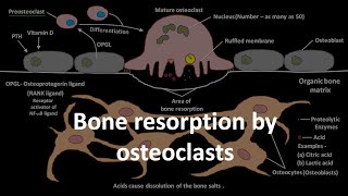 Bone resorption by osteoclasts [upl. by Ambrogio]