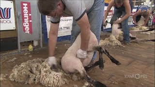 2012 Sheep Shearing Contest  Celebrating the Fair [upl. by Peck412]