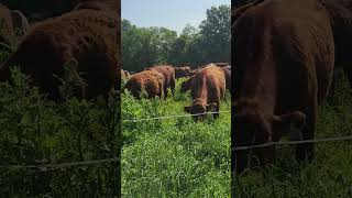 Carbon Cowboys learning more about grass [upl. by Ethelbert]