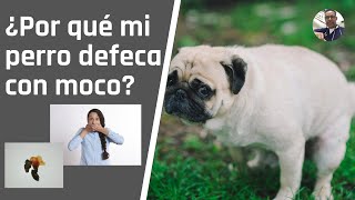 ¿POR QUÉ MI PERRO DEFECA CON MUCOSIDAD [upl. by Aneehsor]