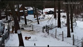 Goldys Driveway The Goats watch Andy Work😄Elizabeth wJiminy💙 [upl. by Lletnahc571]