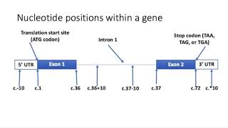 Introduction to Variants and Nomenclature [upl. by Illac706]