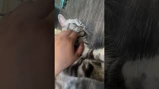 When cat doesn’t want to be petted [upl. by Lalib]