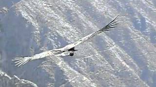 Peru  Giant Condors taking off and landing at Colca Canyonbest film Cruz del Condor [upl. by Norabel503]