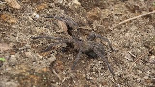 Phoneutria  Wandering Spider  Brazil [upl. by Barina]