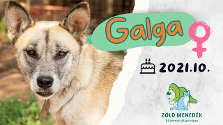 Galga zoldmenedekhu [upl. by Sisxela977]