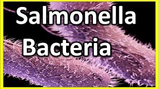 Salmonella  Bacteria  What is Salmonellosis  salmonella symptoms [upl. by Bessie92]