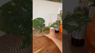 So wachsen eure Pflanzen besser plants zimmerpflanzen growth pflanzen monstera repotting [upl. by Ailegra]