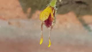 Masdevallia erinacea weirdest little masdevallia orchid [upl. by Shela]