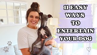 HOW TO ENTERTAIN YOUR DOG AT HOME  11 Easy Ideas  Whippet Puppy  Chloe Murphy [upl. by Durnan]