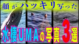 【未確認生物】顔がハッキリ写った水棲獣UMAの写真３選 [upl. by Nuzzi]