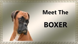 Boxer Dog Breed [upl. by Yelyah]