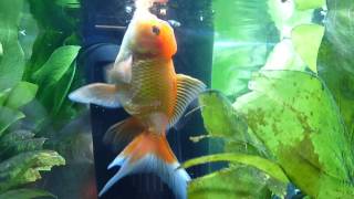 ORANDA AND FANTAIL GOLDFISH WITH LIVE PLANTS [upl. by Maryjane]