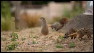 Summer 2013 Idents  Meerkats  ITV [upl. by Iinden]