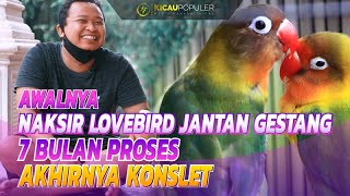 KEPINCUT LOVEBIRD GESTANG  PROSES 7 BULAN LB GENDAM AKHIRNYA KONSLET [upl. by Xaviera]