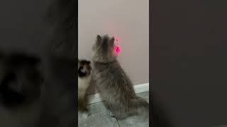 Kotka Syberyjska Ragdoll i laser zabawa na całego🤣 funny sweetcats syberiancat funnyvideo [upl. by Mitzie]