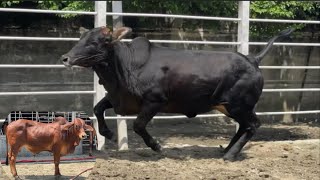 Young Black  Red and Tri Colored 75 Brahman Cattle 2024  Brahman Cattle in Bangladesh 2024 [upl. by Herb]