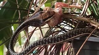 hawk vs snake Eagle Vs Snake wildlifeanimal [upl. by Clarissa]