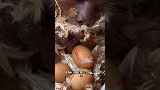 Chicken Eggs 🪺 funny trending chicken eggs [upl. by Orbadiah]