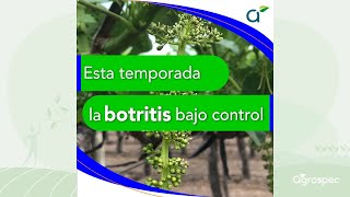 La botritis bajo control  Agrospec  Octubre 2024 [upl. by Nainatrad]