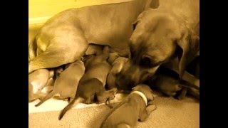 Rhodesian Ridgeback Puppies  DLitter 11 Days Old [upl. by Ardy]