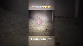 Birds power😱 😳😱1 subscribe plz trend [upl. by Goodhen]