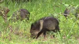 Collared peccary [upl. by Atteroc]