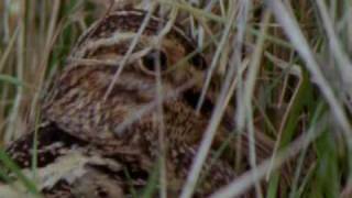 Ground Nesting Birds [upl. by Ecyoj]