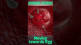 Human sperm moving towards egg  How sperm meets egg  Human sperms under microscope [upl. by Rennat97]