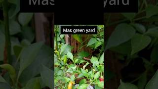 Re planting green chilli plantgarden tips [upl. by Saile]