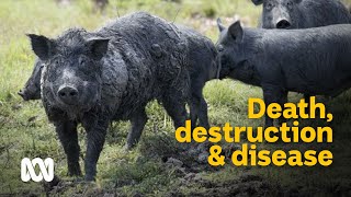 Damage death amp disease devastating effects of wild boars 🐗  Meet the Ferals Ep 7  ABC Australia [upl. by Wendelina]