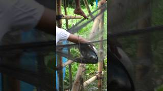 Fish catching with vassal net shorts net fish fishing bigfish [upl. by Nirtiac]