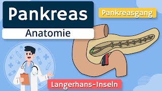 Pankreas  Aufbau und Funktion einfach erklärt [upl. by Airym]