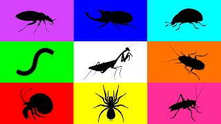 Insect Mantis Tarantula Hermit Crab Beetle Ladybug Cocokroach Cricket Milipede Paddy Bug [upl. by Rednaeel]