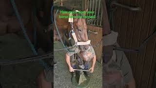 Do Horses ENJOY Farrier Visits [upl. by Chuck]