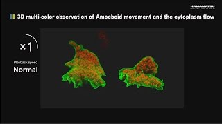 3D multicolor observation of Amoeboid movement and the cytoplasm flow [upl. by Rennerb]