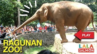 kebun binatang ragunan  jakarta zoo [upl. by Courcy786]