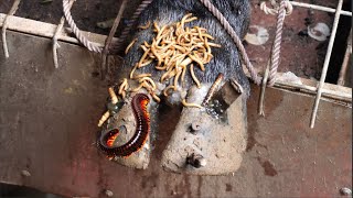 The SHOCKING truth about cutting and trimming cow hooves removing screws stuck in hooves [upl. by Jamila]